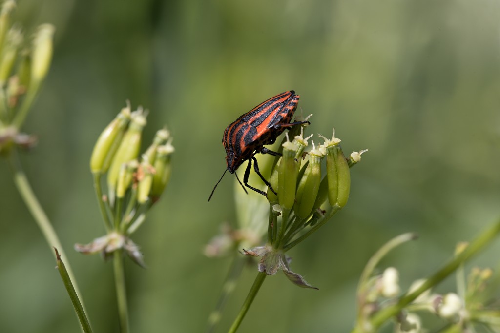 voornes duin tenellaplas Quackjeswater natuur natuurgebied natuurmonumenten hdr duinen Zuid Hollands landschap polder bossen natuurreservaat Natura 2000